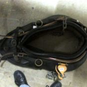A Complete shire horse harness with collar