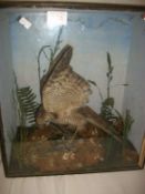 Taxidermy - a cased bird of prey