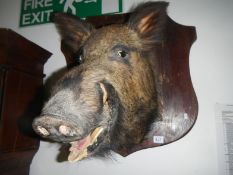 Taxidermy - A Boar's head mounted on shield