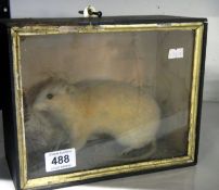 Taxidermy - a cased white rat