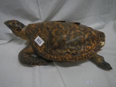 Taxidermy - A turtle