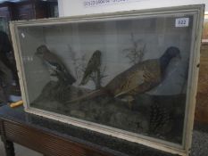 Taxidermy - cased birds including jay and pheasant