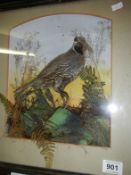 Taxidermy - a bird in wall mounted case