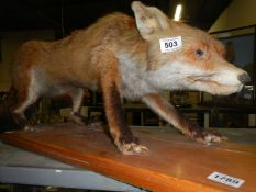 Taxidermy - a stalking fox