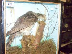 Taxidermy Sparrow Hawk