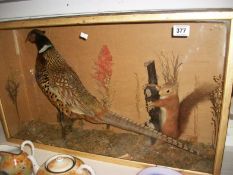 Taxidermy Cased Pheasant & Red Squirrel