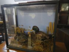 Taxidermy - male and female mallard ducks