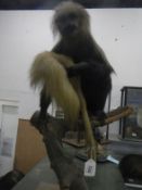 Taxidermy - a Collabus monkey