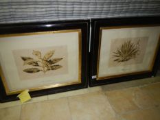 2 framed and glazed floral book plates