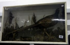 Taxidermy - a cased pheasant