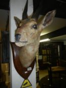 Taxidermy - A springbok mounted on oak shield