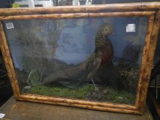 Taxidermy - a cased golden pheasant