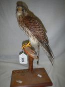 Taxidermy - A Kestrel