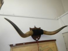 Taxidermy - mounted cow horns