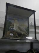 Taxidermy - a cased seagull