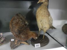 Taxidermy - 2 pheasants