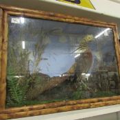 Taxidermy - a Japanese ornamental pheasant in bamboo case