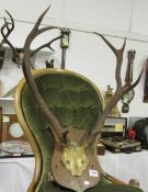 A pair of deer antlers mounted on shield
