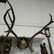Taxidermy - antler's on shield
