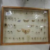 Taxidermy - cased insects