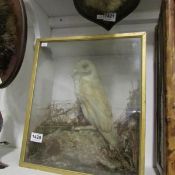Taxidermy - a cased owl