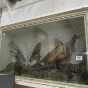 Taxidermy - cased birds including pheasant and jay
