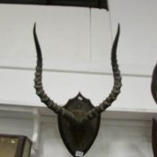 Taxidermy - mounted horns