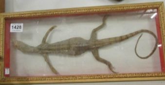 Taxidermy - a cased lizard