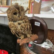 Taxidermy - an owl on a branch