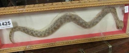 Taxidermy - A cased snake