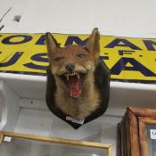 Taxidermy - a fox head on plaque