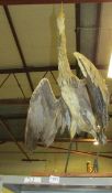 Taxidermy - a heron with wings unfurled