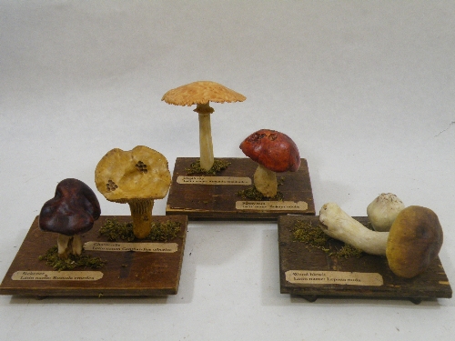 Scientific models: A set of three model fungus/wild mushroom identification specimen models -