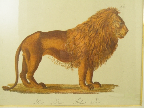 A reproduction of an early 19th Century zoological print of lion, entitled Der Lowe Felis Leo N21 in - Image 2 of 2