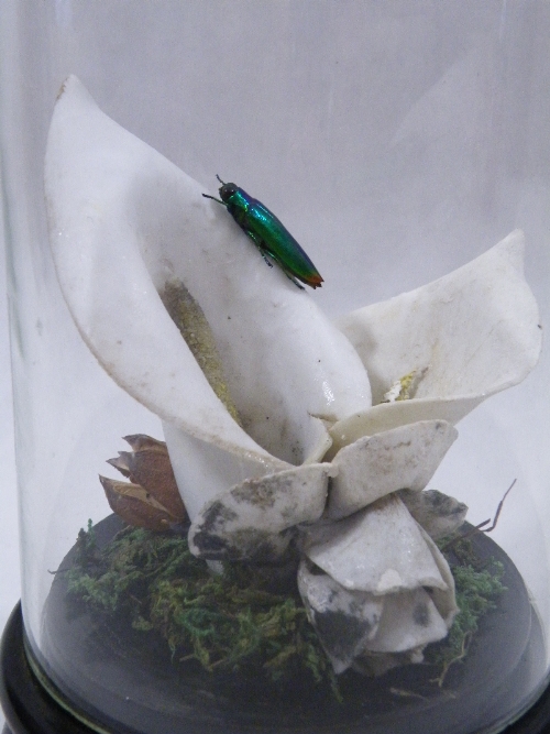 A botanical diorama comprising: Victorian Parian Arum lily with iridescent beetle study on an - Image 2 of 3