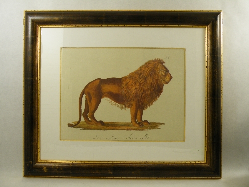 A reproduction of an early 19th Century zoological print of lion, entitled Der Lowe Felis Leo N21 in