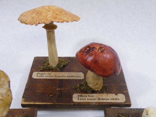 Scientific models: A set of three model fungus/wild mushroom identification specimen models - - Image 2 of 4