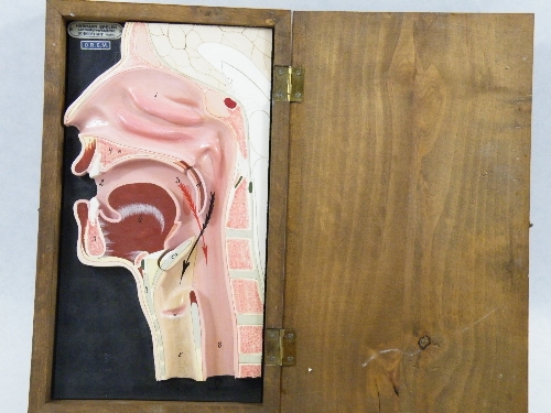 Unusual cased anatomical model of a cross section of the human head illustrating the esophagus and - Image 2 of 3
