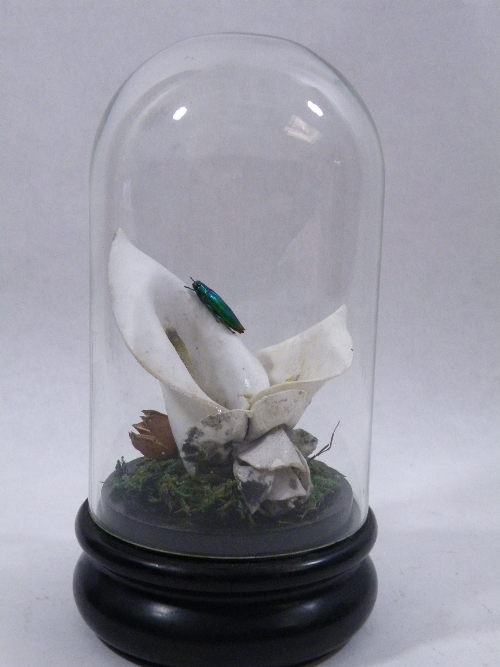 A botanical diorama comprising: Victorian Parian Arum lily with iridescent beetle study on an