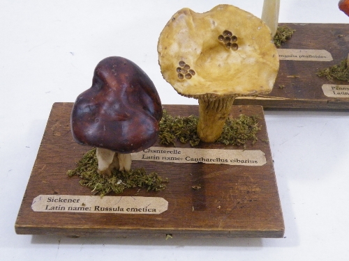 Scientific models: A set of three model fungus/wild mushroom identification specimen models - - Image 4 of 4