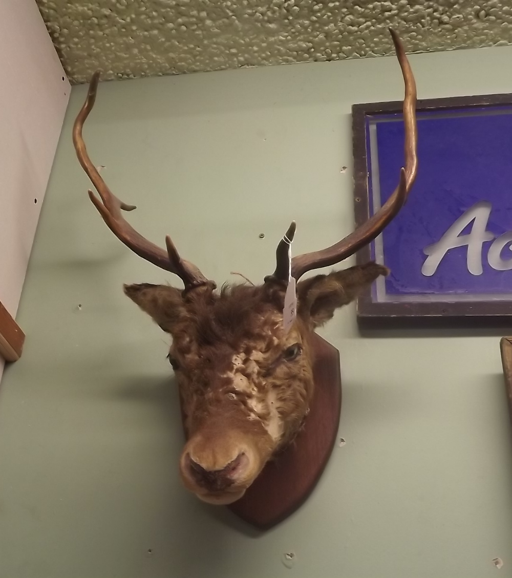 Taxidermy deer's head mounted on a mahogany plaque.