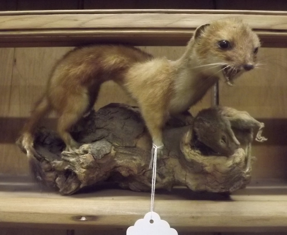 Taxidermy stoat and mouse mounted on a branch.
