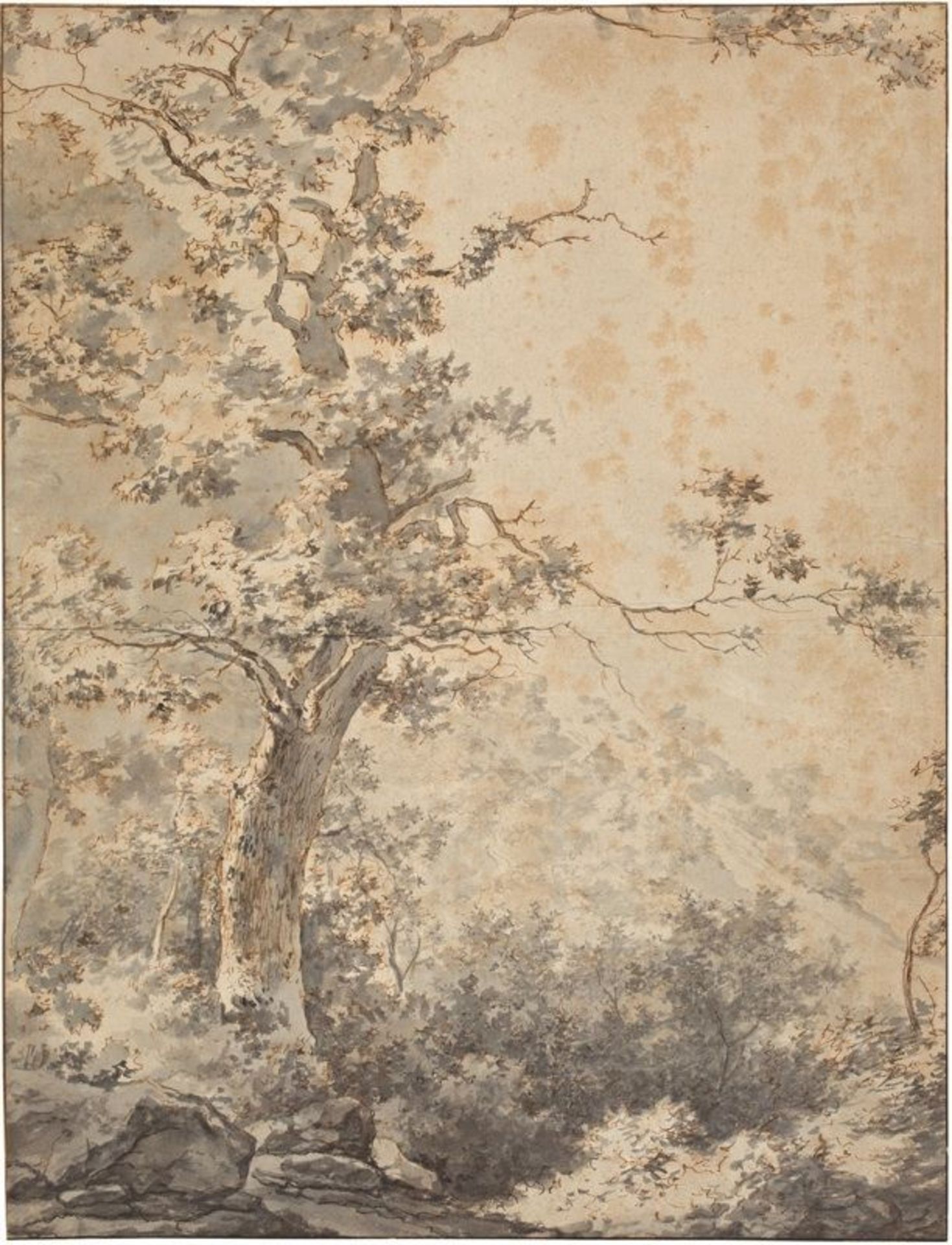 Adam Pynacker (Schiedam 1620 – 1673 Amsterdam)  LANDSCAPE WITH TREE. Circa 1660  Preliminary drawing