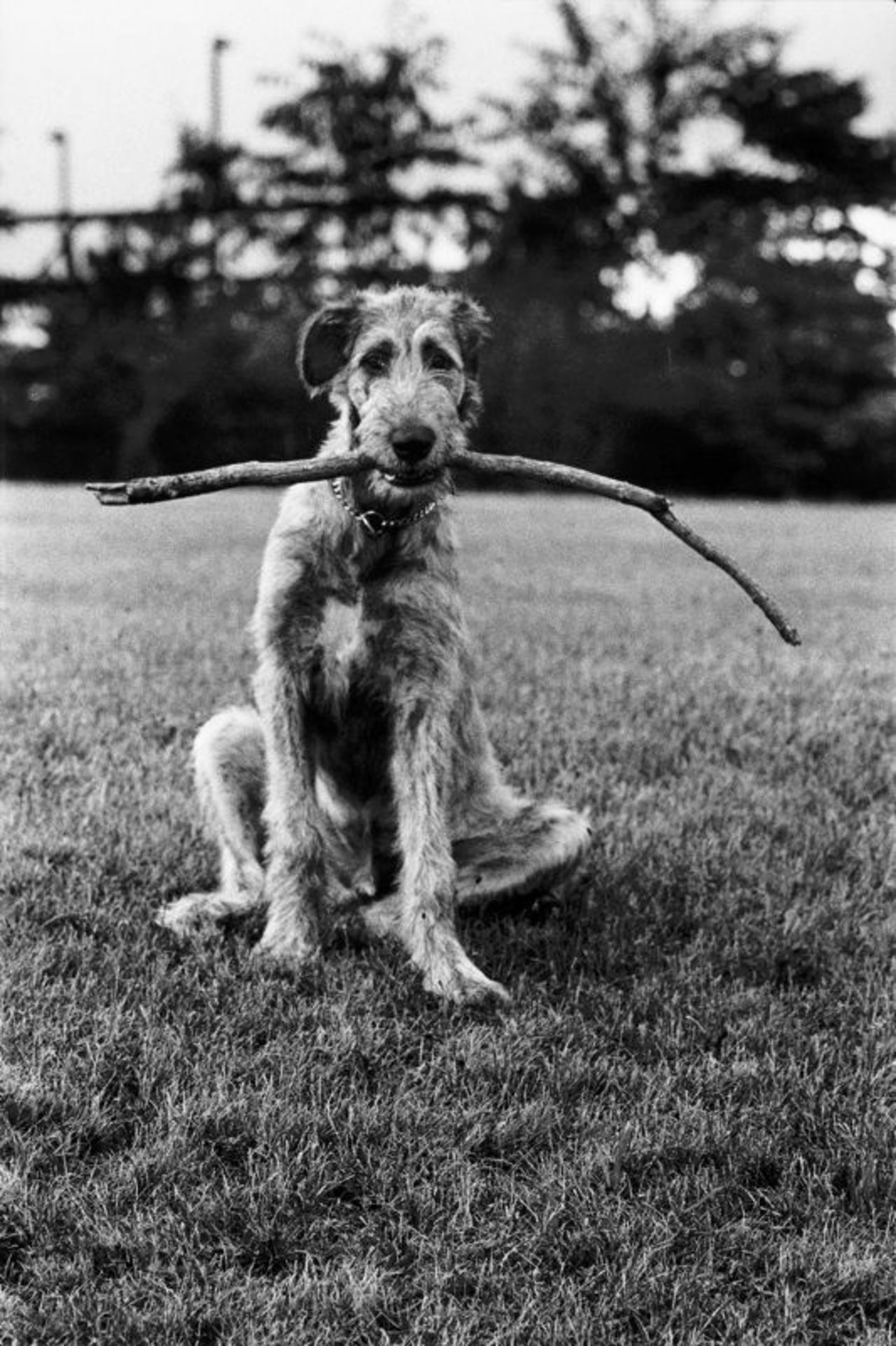 Elliott Erwitt (Paris 1928 – lives in New York)  NEW JERSEY (IRISH WOLFHOUND). 1971  Gelatin