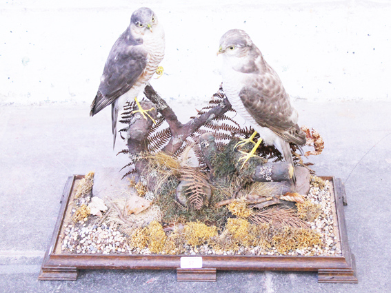 Two taxidermy sparrow hawks on a branch stand