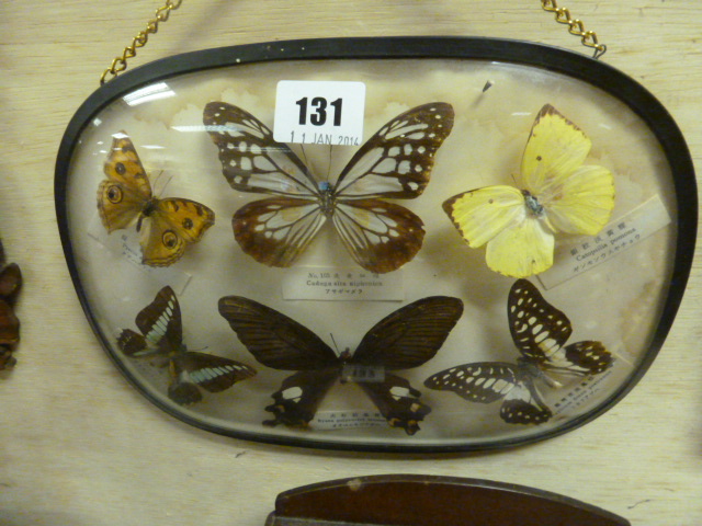 Set of Mounted Butterflies in Convex Glass Frame