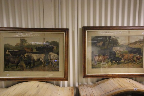 A Pair of Coloured 19th century Prints of Rare Breed Cattle signed Aster Corbould