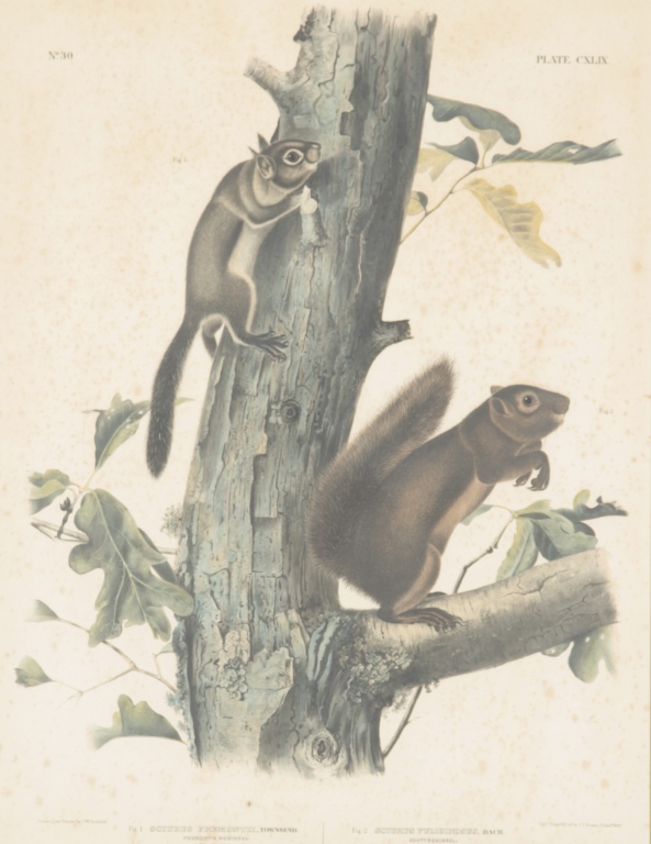 John Woodhouse Audubon (American, 1812-1862) son of John James Audubon. hand-colored lithograph