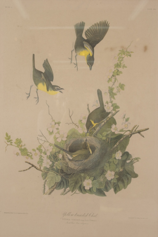 John James Audubon (American, 1785-1851) ?Yellow-breasted Chat?, Plate 244 from Audubon?s The Birds