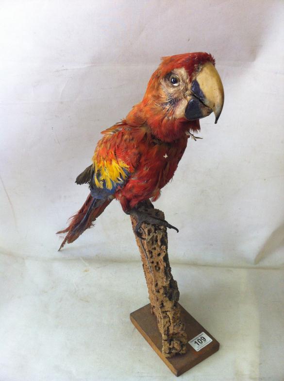 Victorian Taxidermy Macaw Parrott : For Condition Reports and to BID LIVE please visit www.